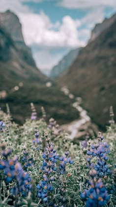 blue flowers in the foreground with mountains in the background