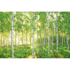 the sun shines through the trees in this green forest wallpaper mural, which features bright