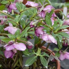 small pink flowers in a pot with green leaves