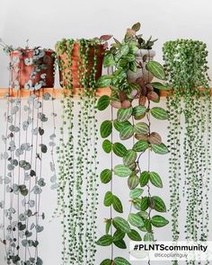 Bring Life to Your Shelves with Beautiful Hanging Plants! Kaktus Dan Sukulen, Indoor Plant Wall, Plant Goals, نباتات منزلية, Hanging Plant Wall, Hanging Plants Indoor, Plants For Hanging Baskets, Trailing Plants, Plant Decor Indoor