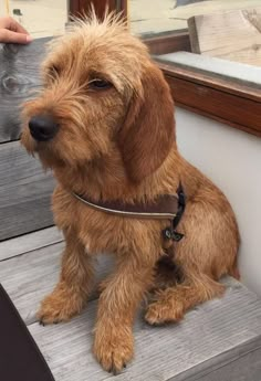 a brown dog sitting on top of a wooden bench