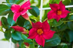 red flowers with green leaves in front of a window