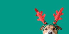 a brown and white dog wearing reindeer antlers on it's head, against a green background