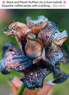 a close up of a blue flower with black and peach ruffled lily lili hybrid