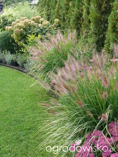 purple flowers and grass in a garden with green grass behind the planter on the right side