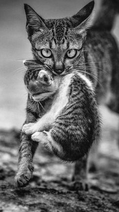 a black and white photo of a cat holding another cat's leg in the air