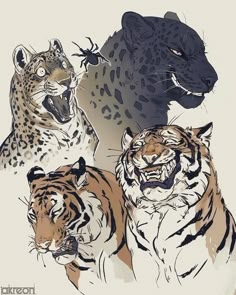 three different types of tigers and one is growling