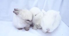 two baby white rabbits cuddle together on a blanket