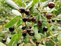 berries hanging from the branches of a tree