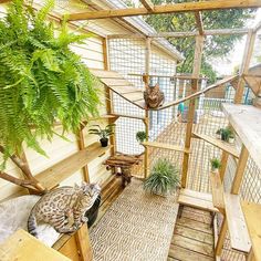 two cats sitting on wooden steps in front of a house with plants and potted trees