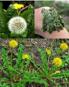 three different pictures of dandelions and leaves on the same plant, one is dying