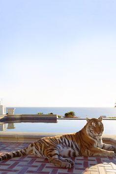 a large tiger laying on top of a tiled floor next to a swimming pool with the ocean in the background