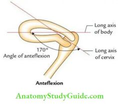 Uterus: Anatomy, Function, Size, Position & Conditions - Anatomy Study Guide