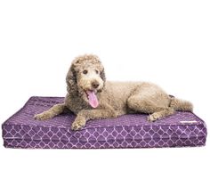 a dog laying on top of a purple mattress