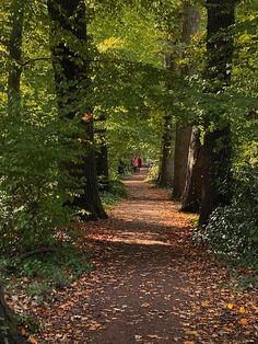 a dirt path surrounded by trees and leaves