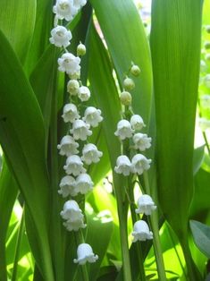 some white flowers are growing in the grass