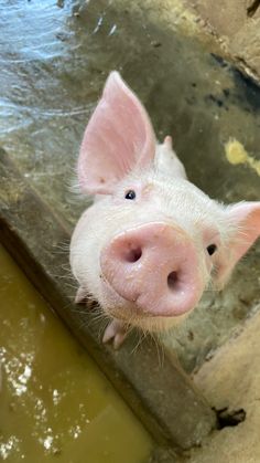 a small pig standing next to a pool of water and looking up at the camera