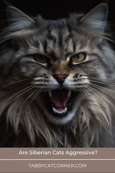 Are Siberian Cats Aggressive? Siberian Cats, Cat Hacks, Owning A Cat, Cat Owner, Cat Aesthetic, Cute Cats And Dogs, Cat Owners