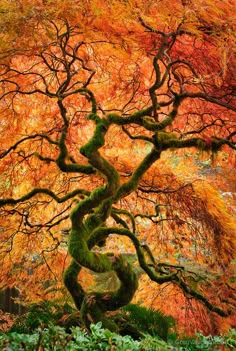 an orange tree in the middle of a forest with lots of leaves on it's branches