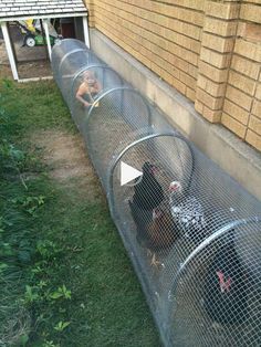 two chickens are in their cages on the side of a house and one is looking at another chicken