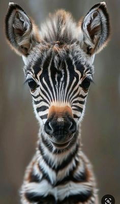 a baby zebra is looking at the camera