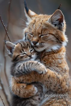 two small kittens cuddle together in a tree