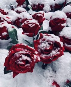 red roses are covered in snow on the ground