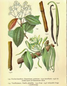 an illustration of various leaves and buds from the early 1800's or early 1900's