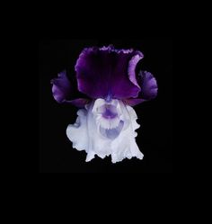 a purple and white flower on a black background