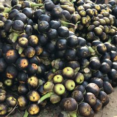 a pile of coconuts sitting on the ground