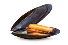 mussels in a shell on a white background