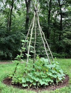 a small tree is made out of branches in the middle of some grass and plants