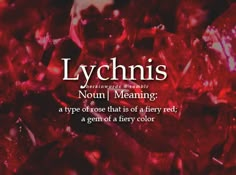 the words lychnis are written in white and red letters on a dark background