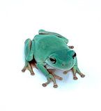 a green frog sitting on top of a white surface