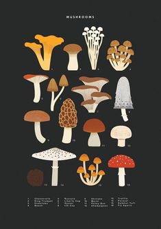 an illustrated poster with different types of mushrooms