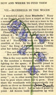 an old book page with blue flowers on it