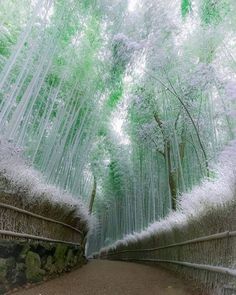 an image of a bamboo forest taken on instagrams from the japan tourism board