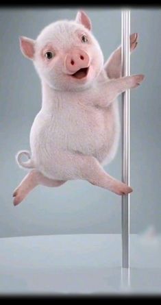 a white pig standing on its hind legs and holding onto a pole with one leg