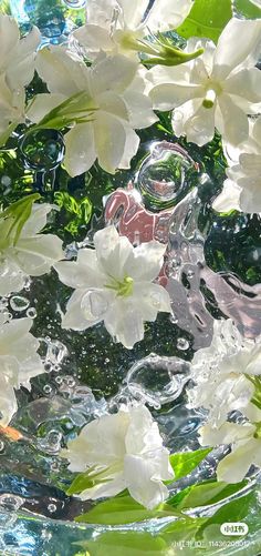 white flowers floating in water with green leaves