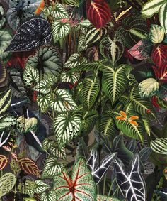 an image of many different types of plants in the forest with lots of leaves on them