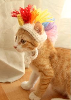 an orange and white cat wearing a colorful hat