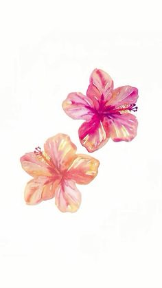 two pink flowers on a white background