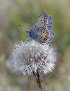 a blue butterfly sitting on top of a white flower