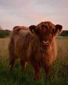 a brown cow standing on top of a lush green field