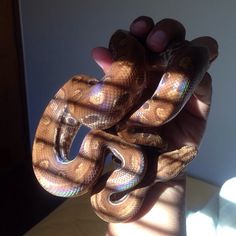 a person holding two snakes in their hands