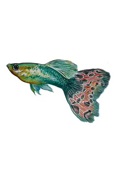 a drawing of a colorful fish with spots on it's body and tail, swimming in the water