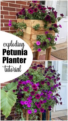 purple petunia flowers growing in a wooden planter with text overlay reading exploring petunia planter tutor