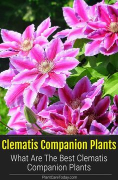 pink flowers with text that reads, clematis companion plants what are the best clematis companion plants?