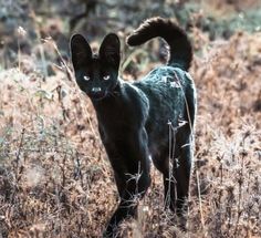 a black cat is standing in the tall grass