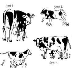 four cows are shown in black and white, with numbers on their backs to indicate the number of calves